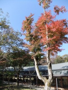 とらや工房の店員ブログ-紅葉