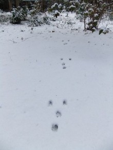 とらや工房の店員ブログ-雪③